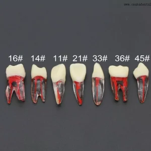 Practice Teeth Model for Dentist Student Use